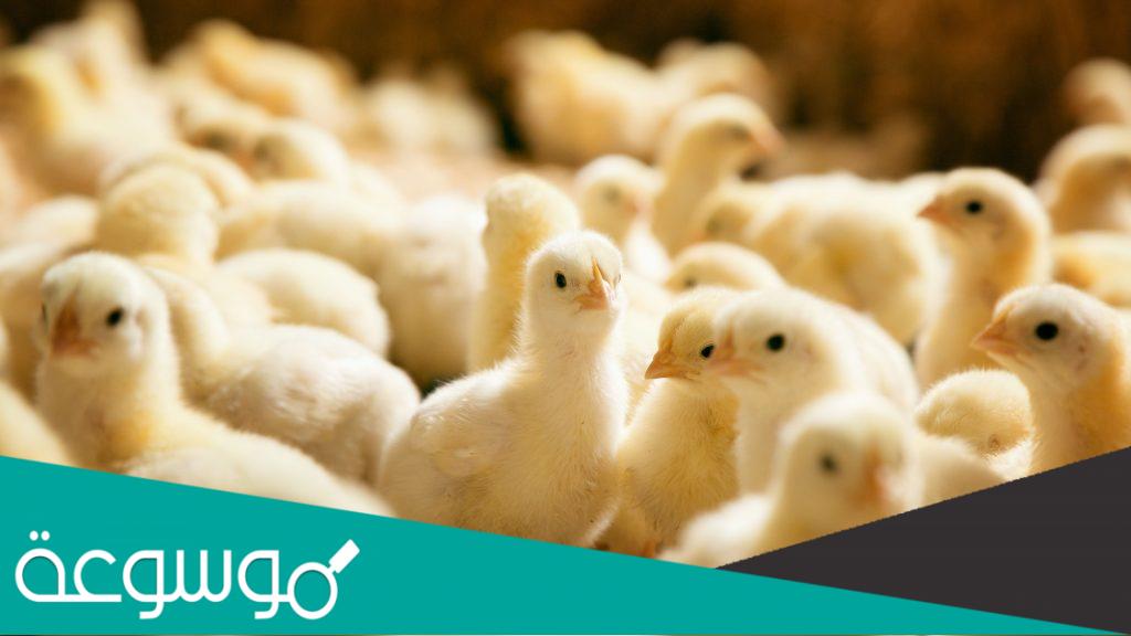 أسعار الكتكوت الأبيض اليوم جميع الشركات