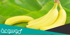 أفضل أنواع الموز