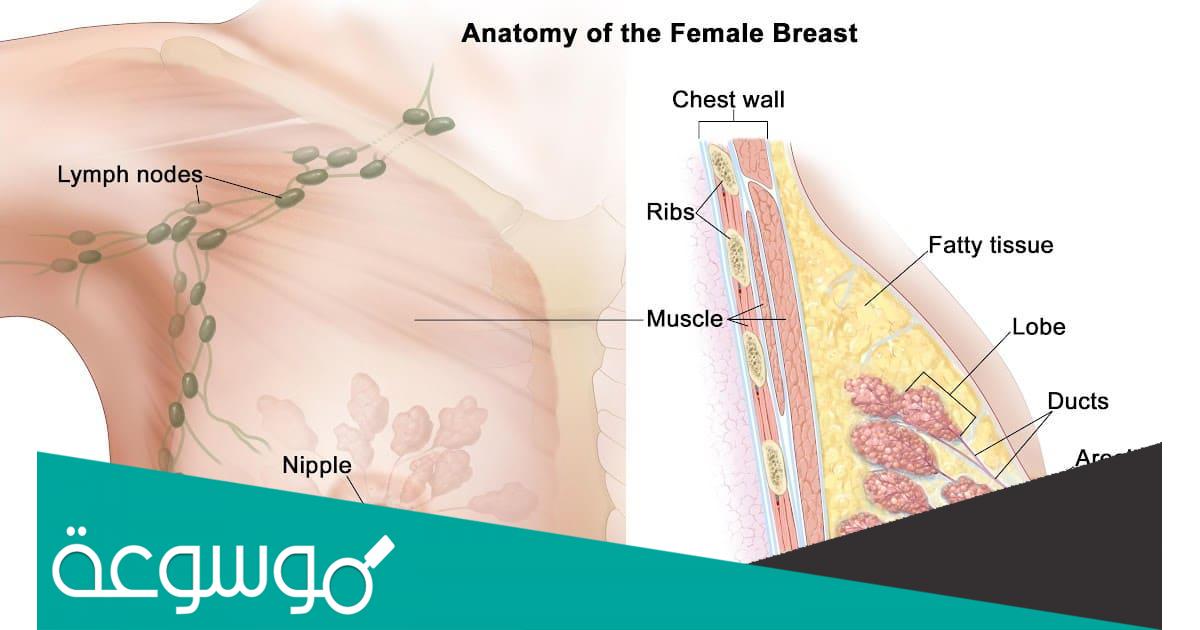 أول علامات سرطان الثدي ظهوراً