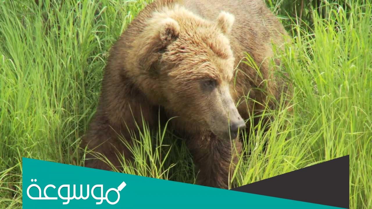 أين يعيش الدب البني السوري