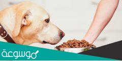ارخص واحسن وصفات اكل للكلاب