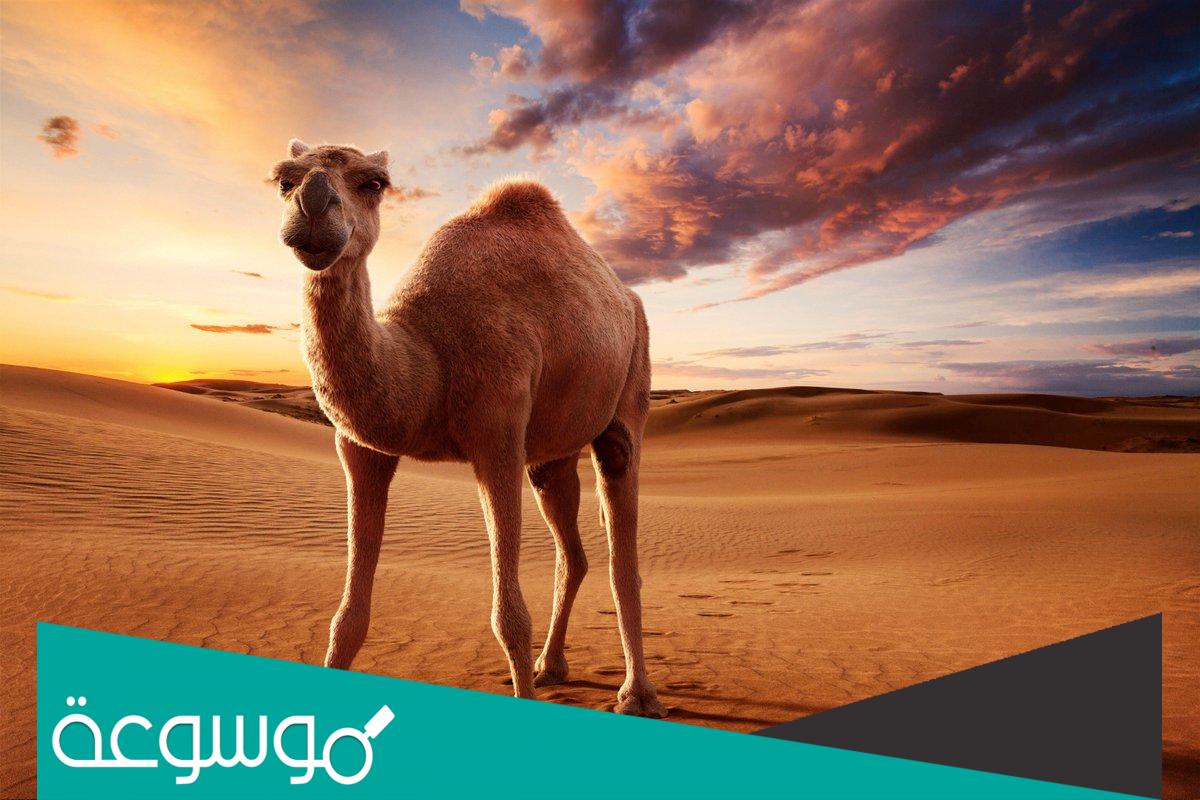 اسباب مرض الهيام في الابل