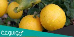 افضل انواع الليمون