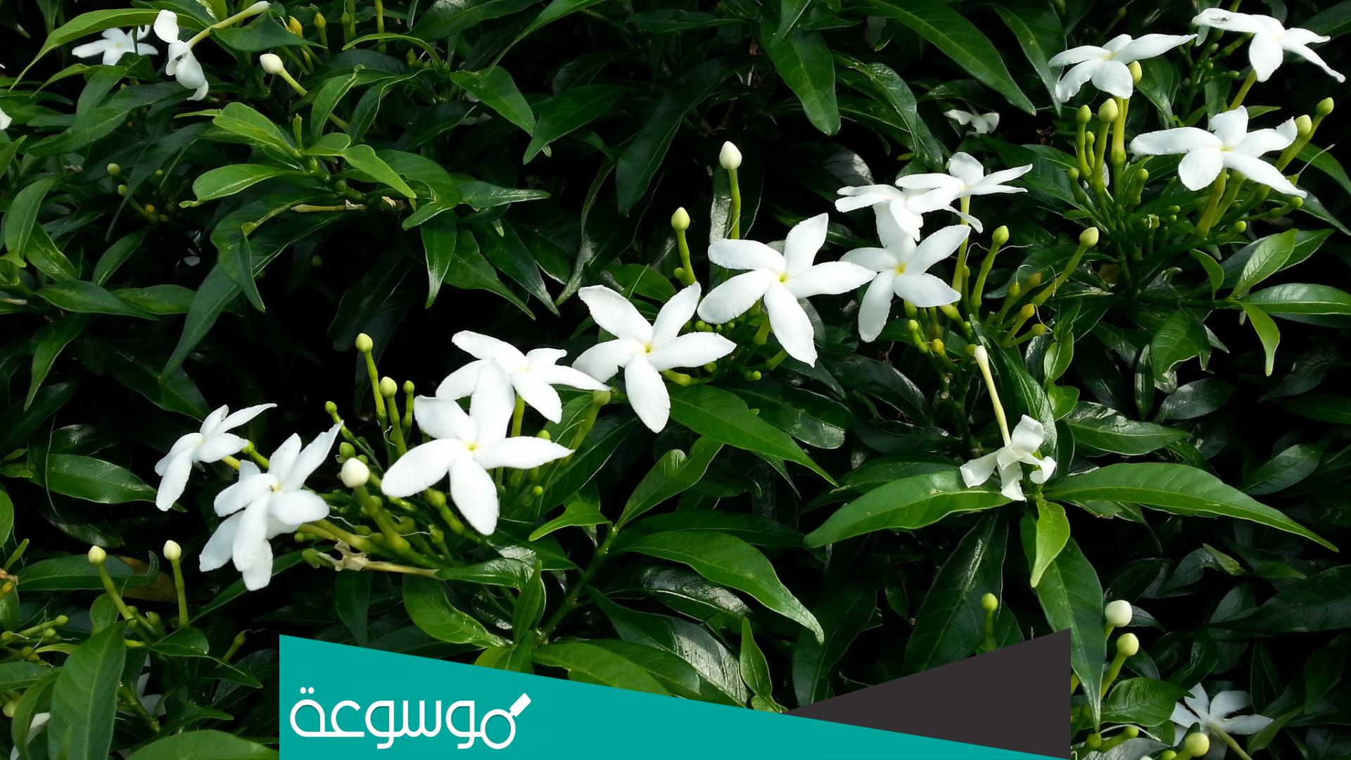 افضل انواع الياسمين