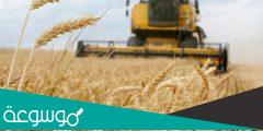 اكبر دول العالم في انتاج القمح