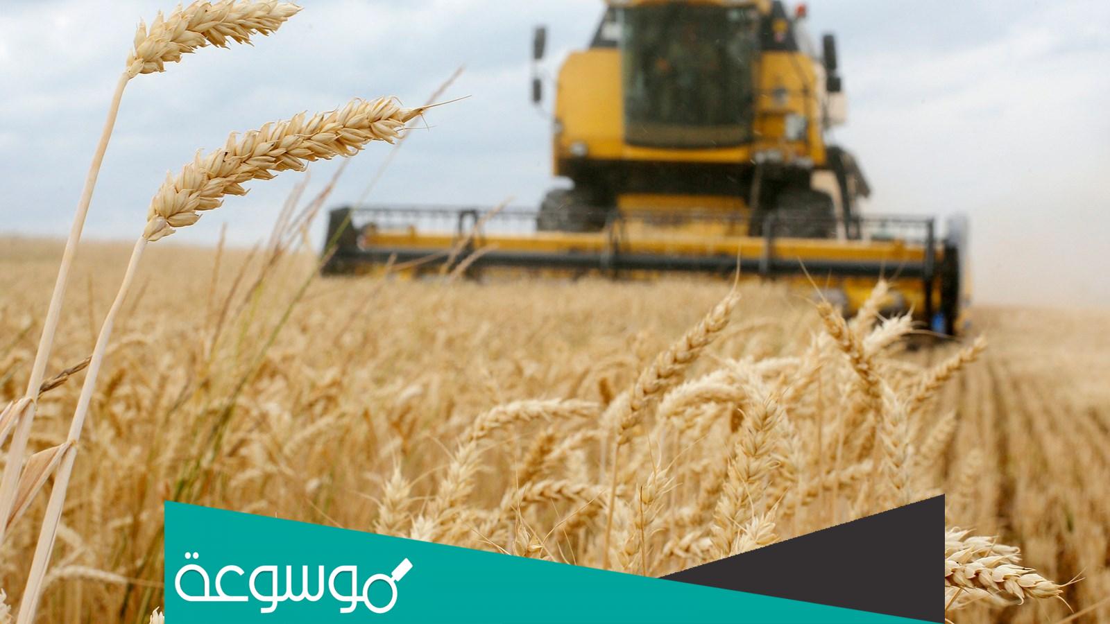 اكبر دول العالم في انتاج القمح