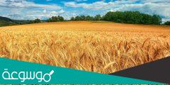 اكبر مصدر للقمح في العالم