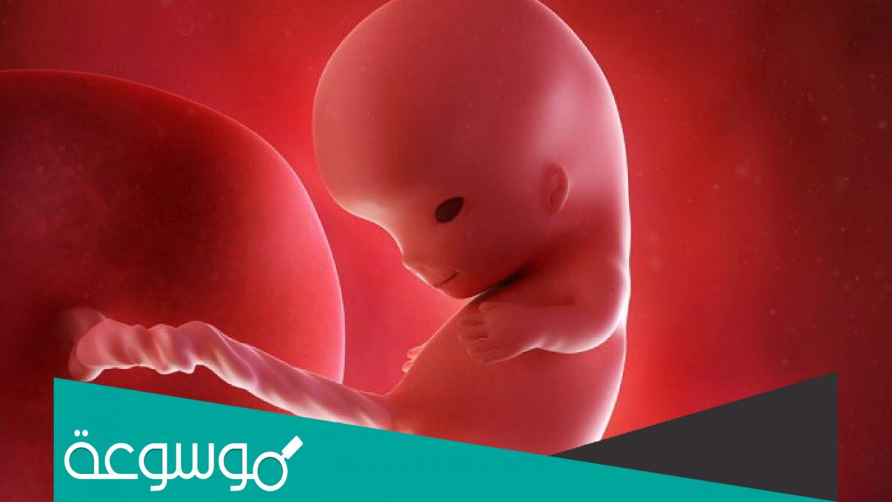 الاسبوع 27 من الحمل يعني اي شهر ؟