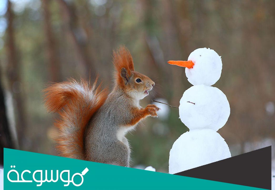 معلمات عن السنجاب