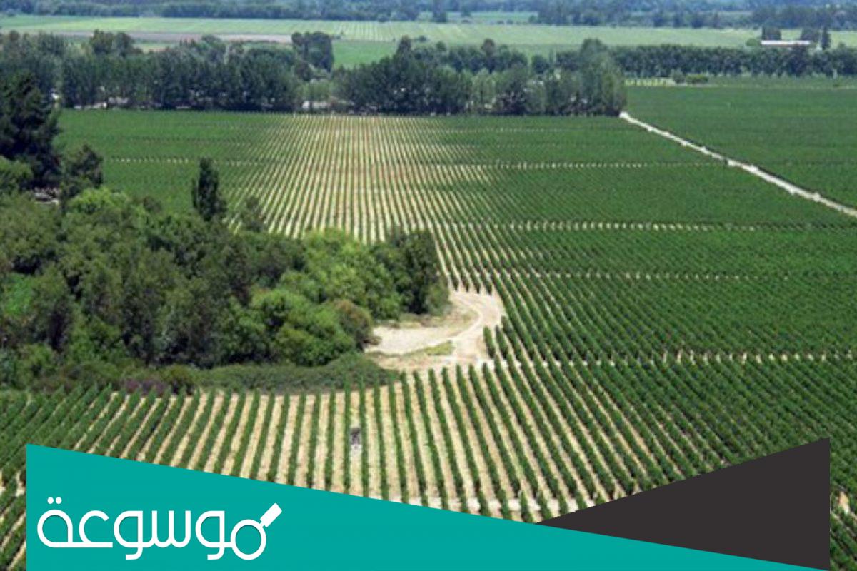 الهكتار كم فدان