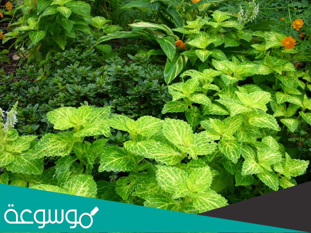 اين تزرع نبات الشار