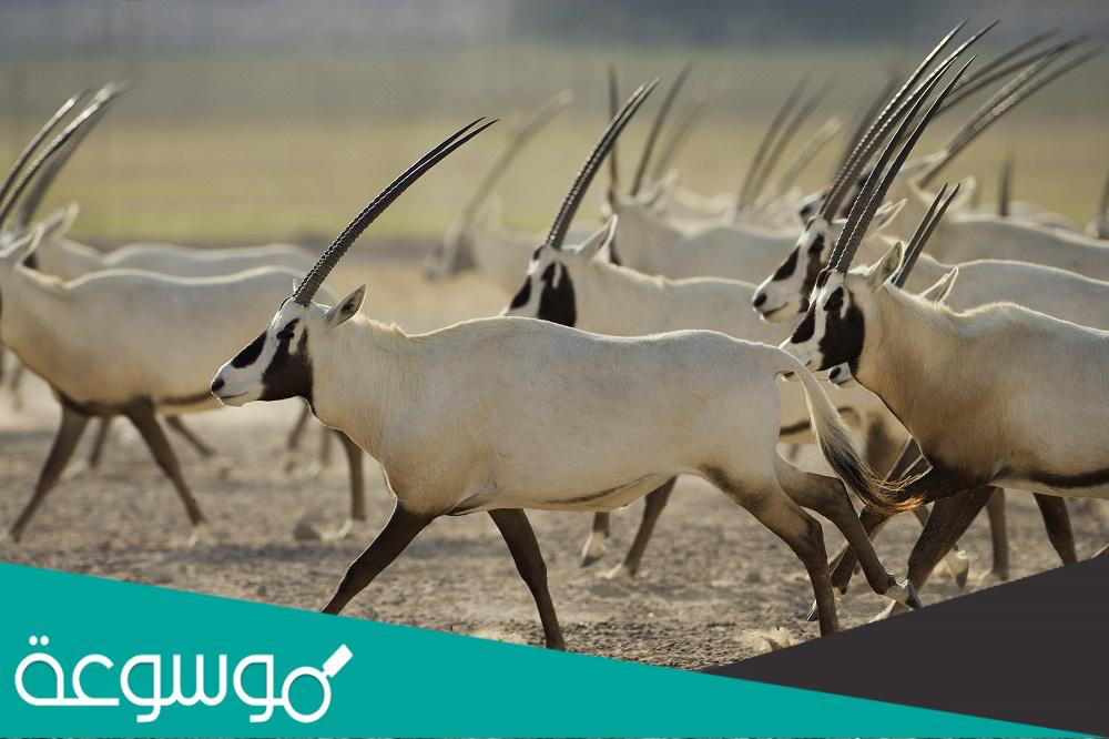 اين تقع محمية المها العربي