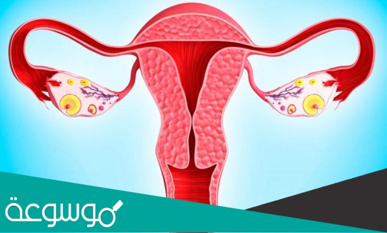 بطانة الرحم سميكة هل يعني حمل