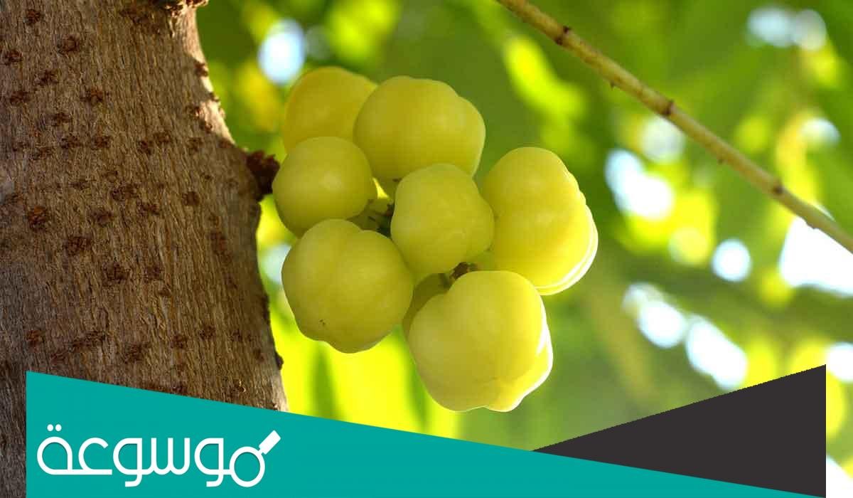 تجربتي مع الأملج للشعر