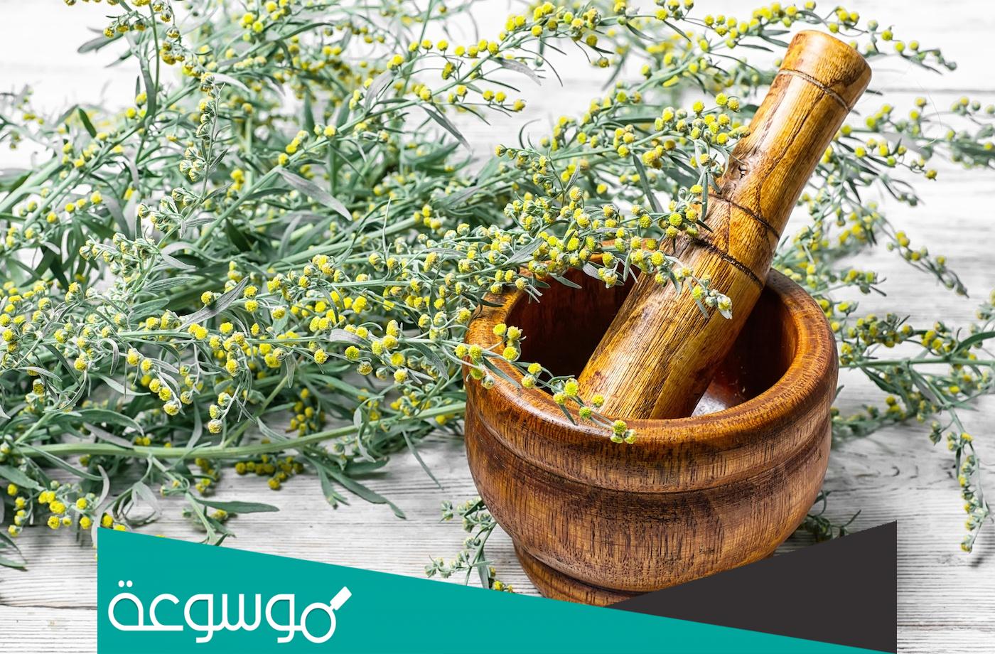 تجربتي مع شرب الشيح