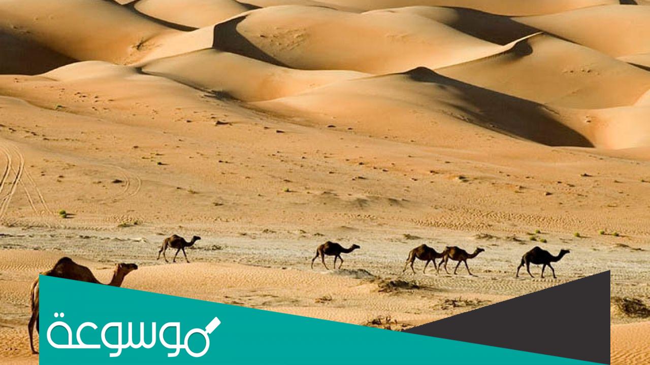 تقرير عن بيئة الصحاري الحارة