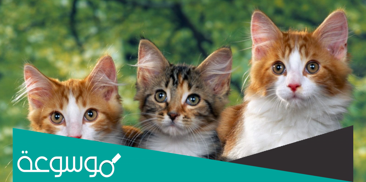 رؤية القطط في المنام والخوف منها