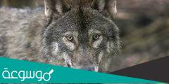 في اي مكان تعيش الذئاب الحمراء