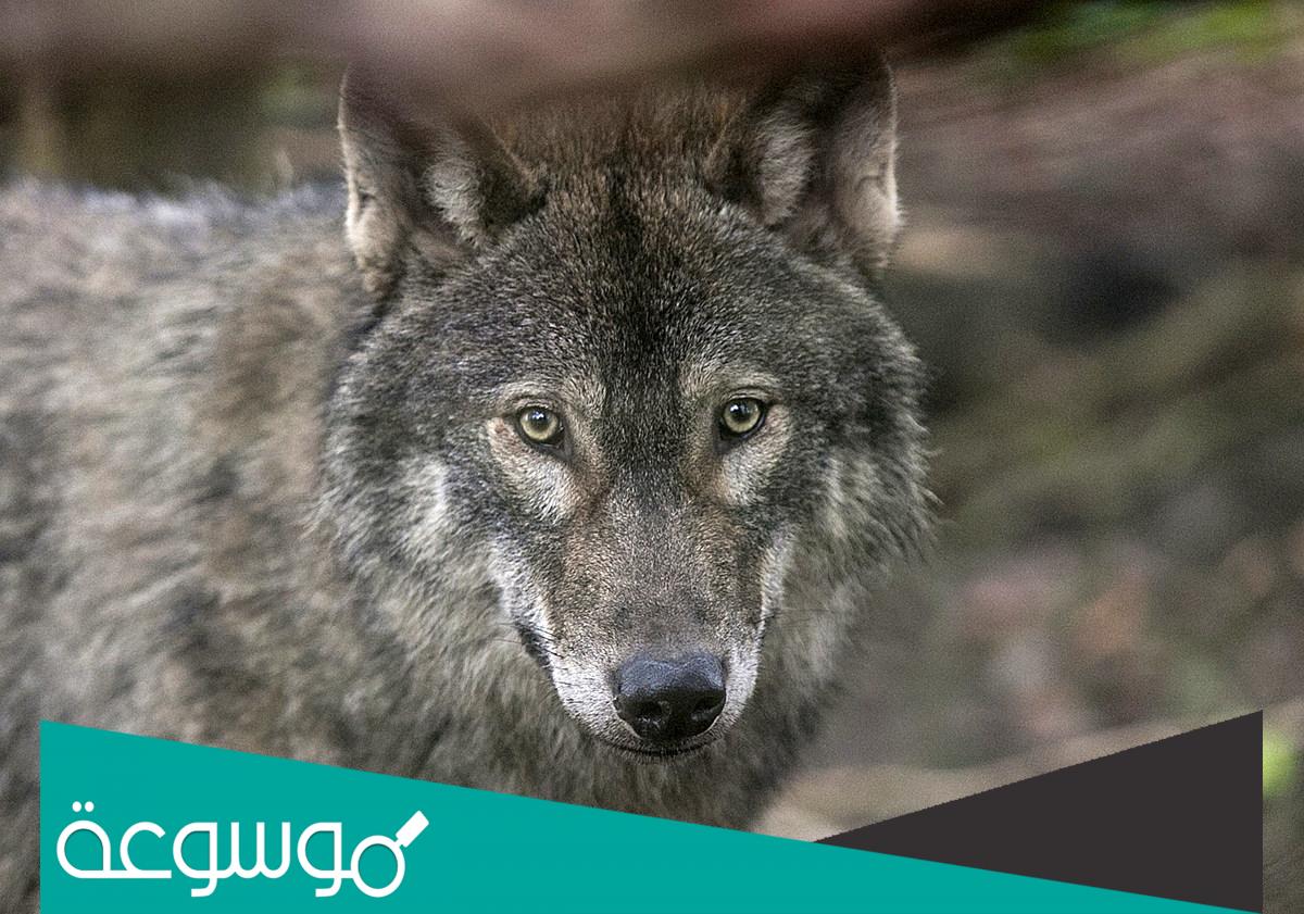 في اي مكان تعيش الذئاب الحمراء