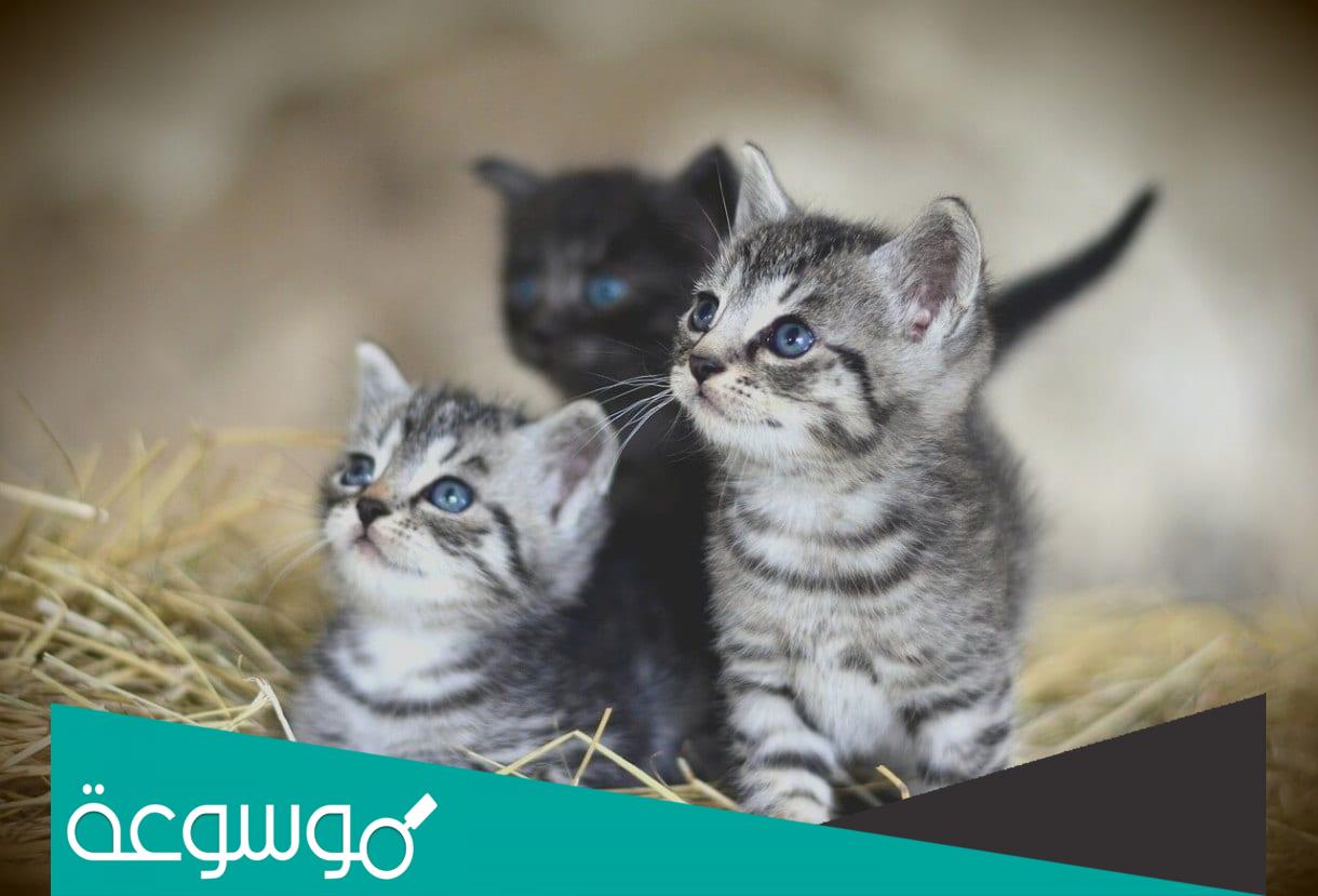 كم تلد القطة أول مرة