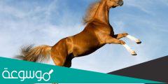 كم سعر الخيل العربي الأصيل في السعودية