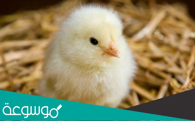 كم سعر الكتكوت الأبيض عمر يوم اليوم