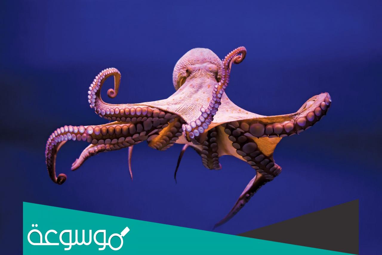 كم عدد ارجل الاخطبوط