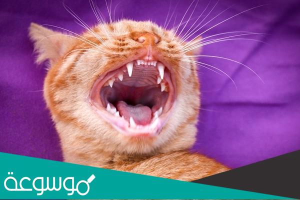 كم عدد اسنان الهر البالغ