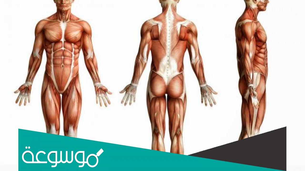 كم عدد العضلات في جسم الانسان