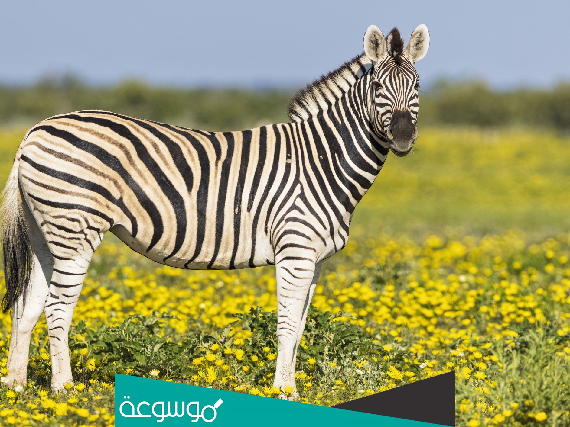 كم يعيش الحمار الوحشي