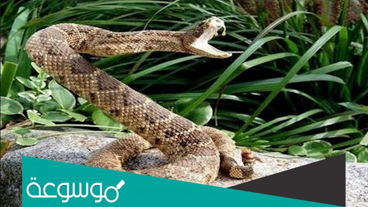 كيف تدافع الافعى عن نفسها