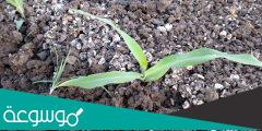 كيفية زراعة الذرة بالتنقيط
