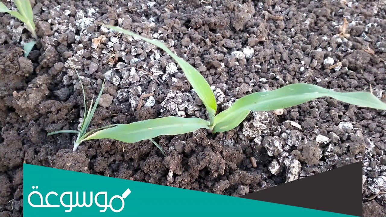 كيفية زراعة الذرة بالتنقيط