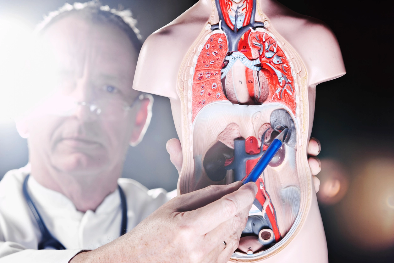 لماذا سمي اللب الابيض واللب الاحمر في الطحال