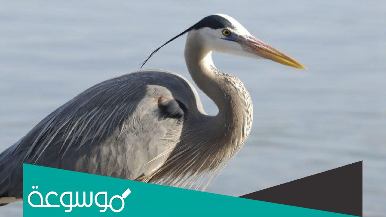 لماذا سمي مالك الحزين بهذا الاسم