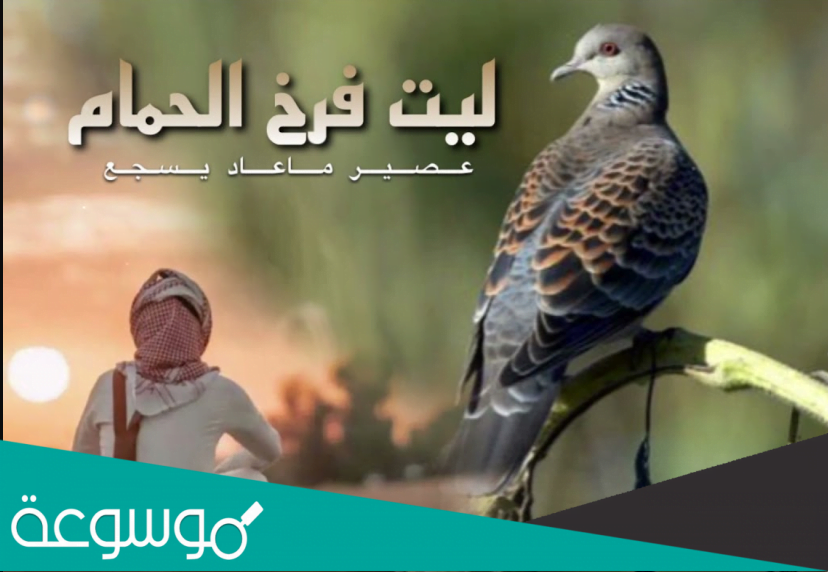 ليت فرخ الحمام عصير ماعاد يسجع كلمات