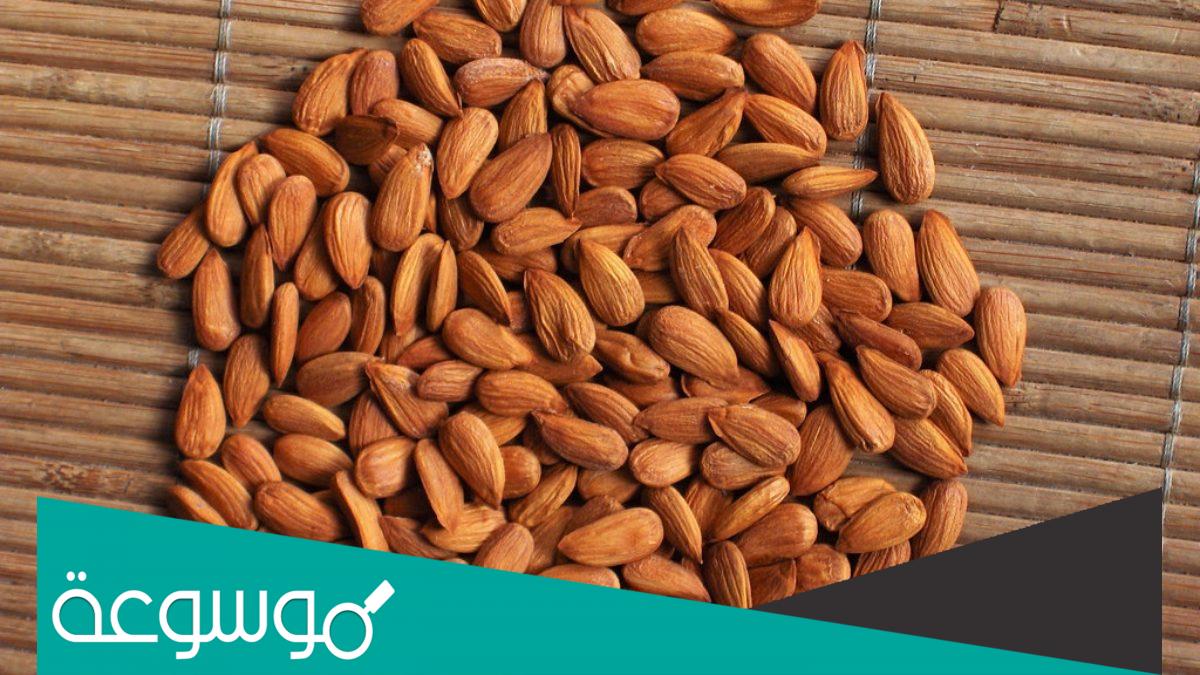 ما معنى كلمة العنقيش