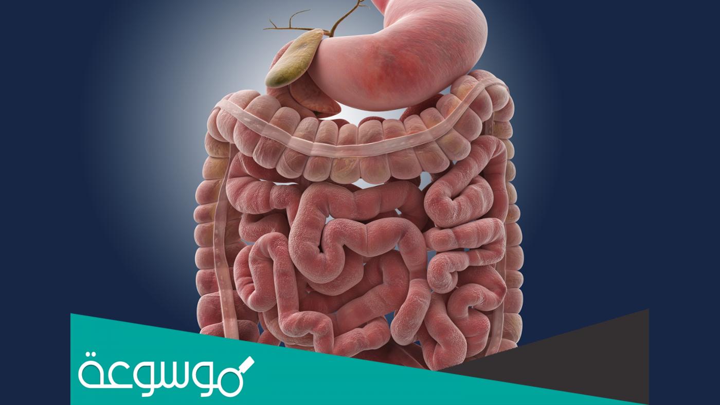 ما هو المصران الأعور