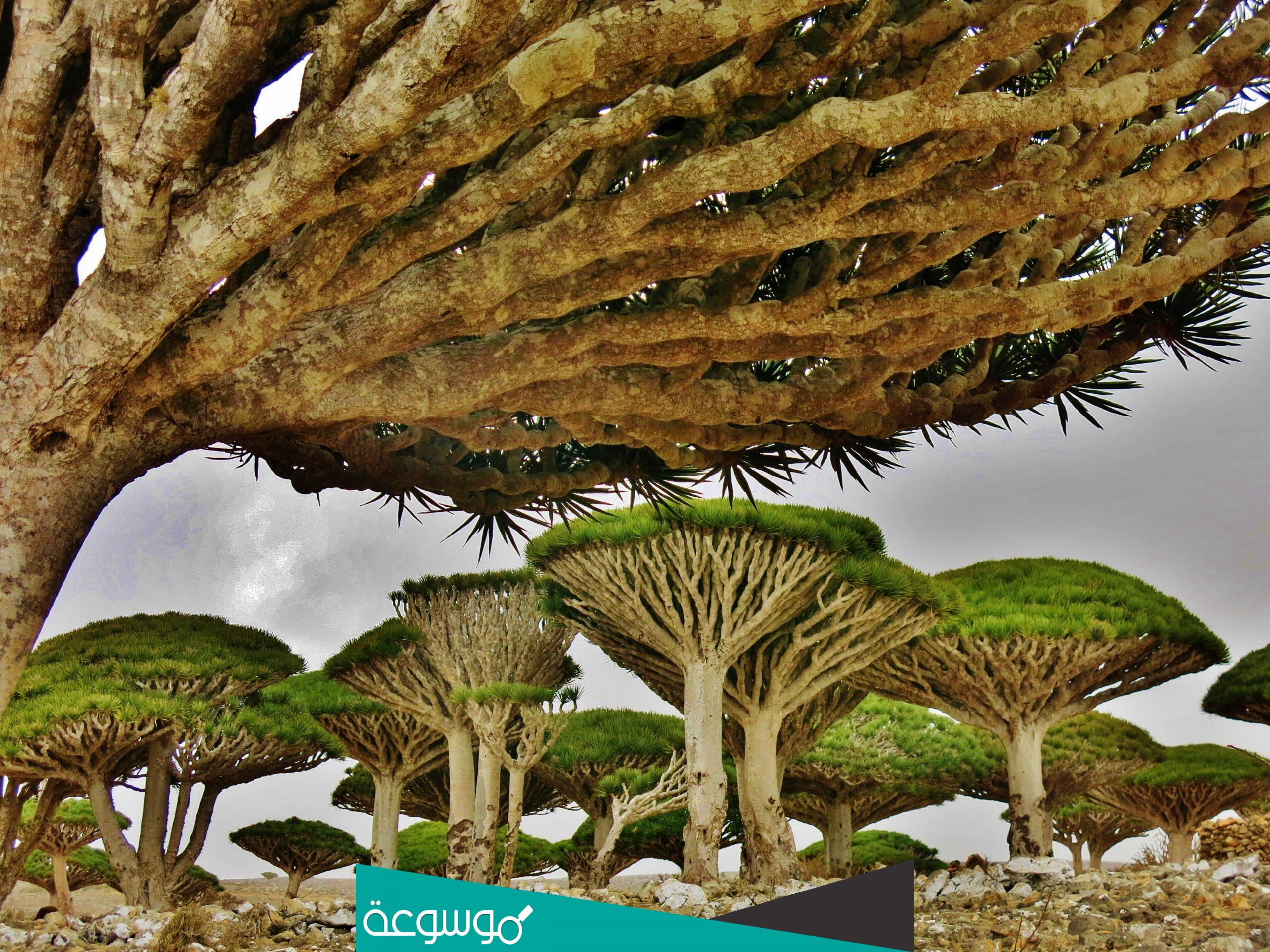 ما هي اول شجرة نبتت على وجه الارض