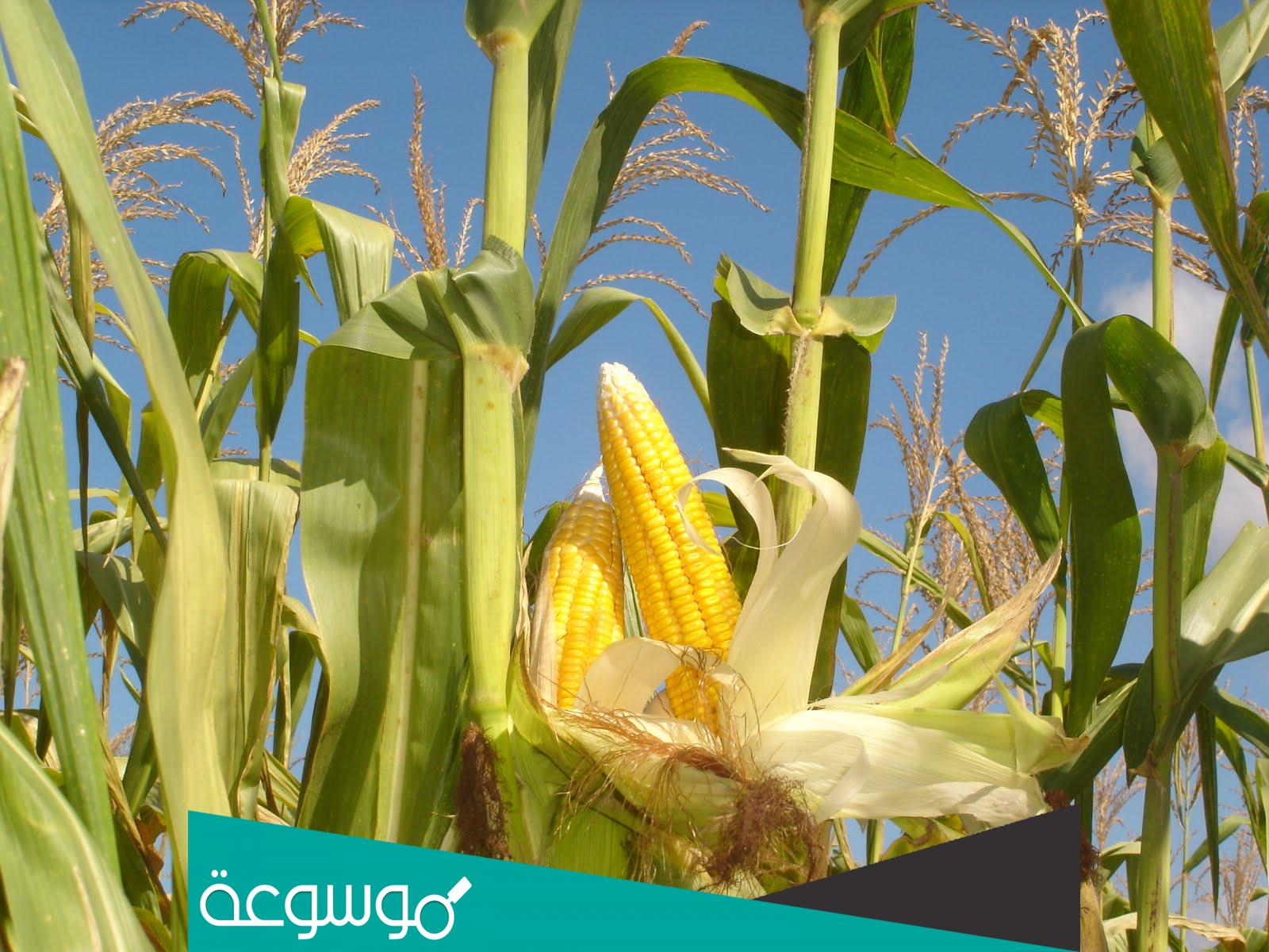 ما هي طريقة زراعة الذرة بالتنقيط