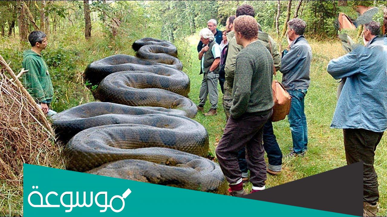 ماهو أكبر ثعبان في العالم