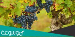 متى يتم جني العنب