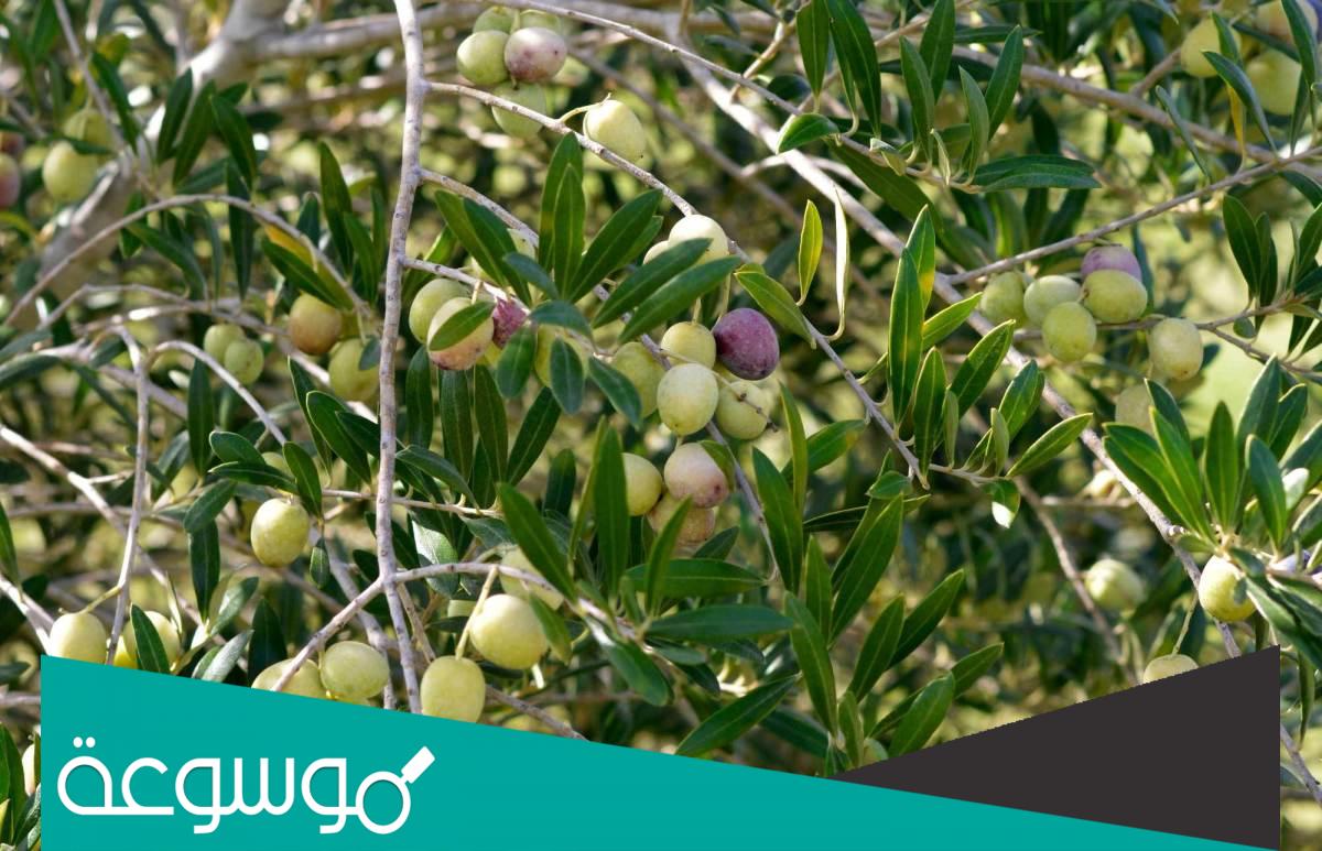 معلومات عن شجرة الزيتون