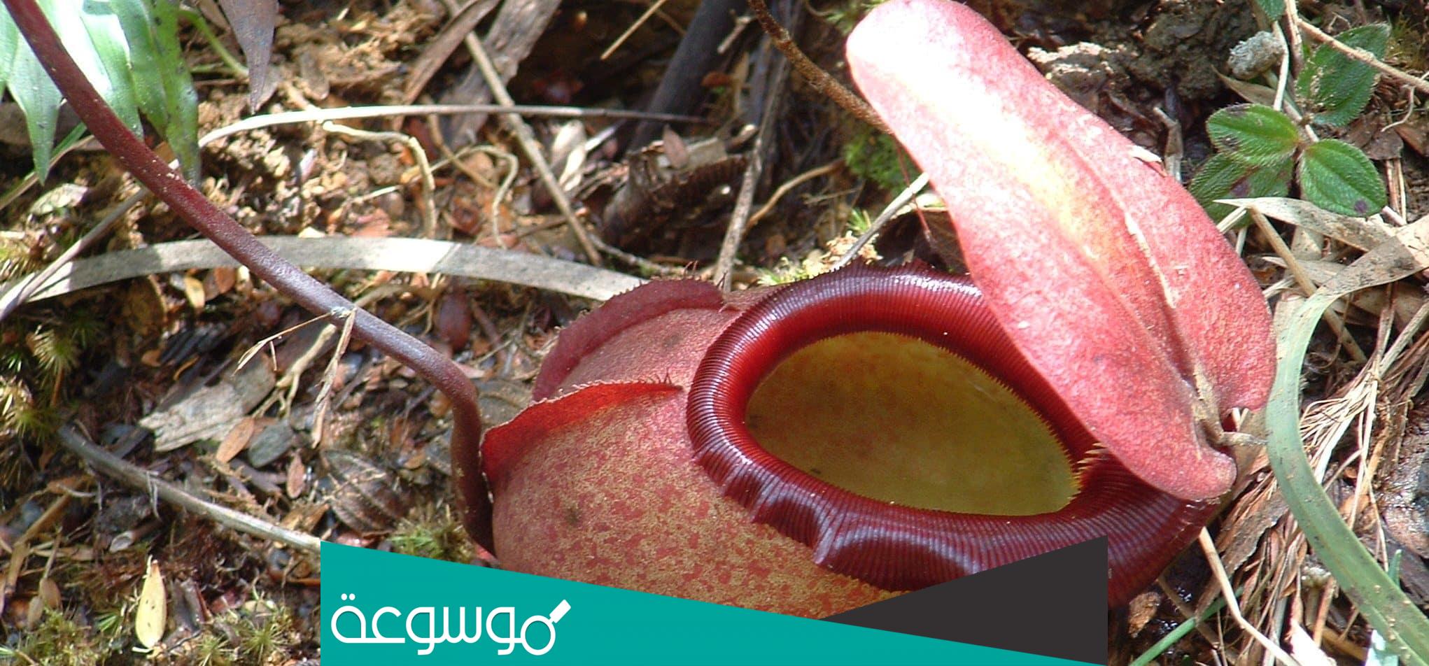 معلومات عن نبات الجرة