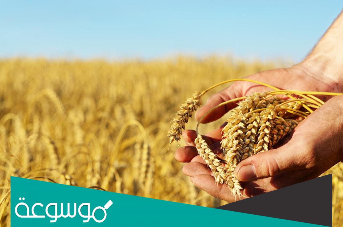 من أين تستورد الجزائر القمح