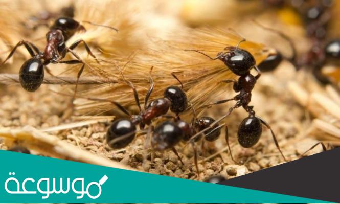 من هو الحيوان الذي لا ينام أبداً و ليس له رئة كباقي المخلوقات