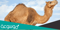 من يتحمل العطش اكثر من الجمل