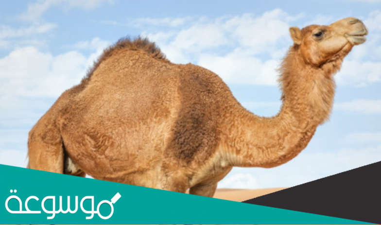 من يتحمل العطش اكثر من الجمل