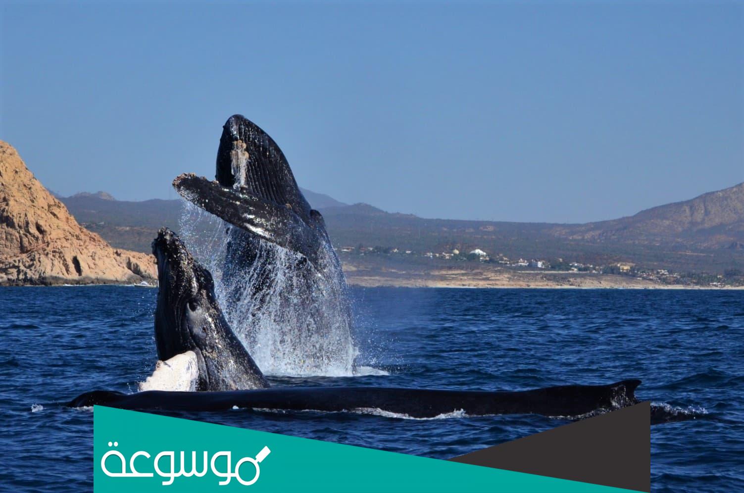 هل الحوت الذي ابتلع يونس حي