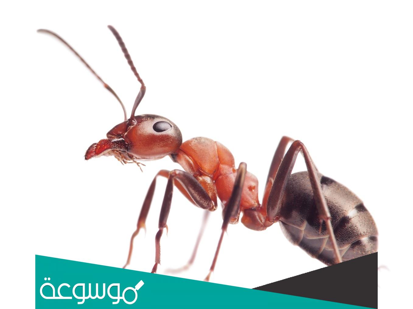 كم قدم تمتلك النملة ؟